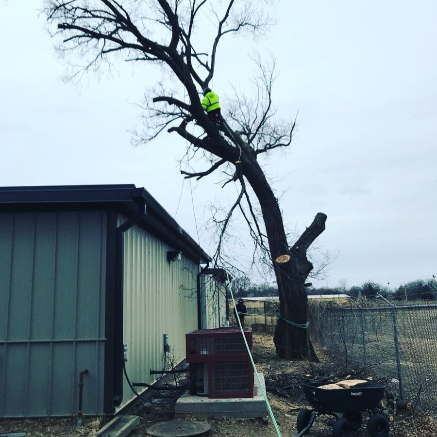 Tree removal and yard cleanup by C.K. Tree Service in Wichita, KS
